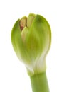 Amaryllis bud Royalty Free Stock Photo
