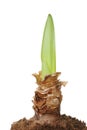 Amaryllis bulb Royalty Free Stock Photo