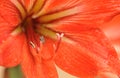 Amaryllis bulbs Royalty Free Stock Photo