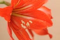 Amaryllis bulbs of red color Royalty Free Stock Photo