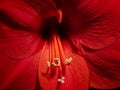 Amaryllis calyx detail