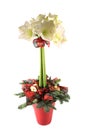 Amaryllis christmas table decoration