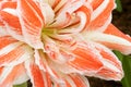 Amaryllis flower Royalty Free Stock Photo