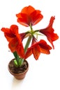 Amaryllis flower