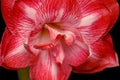 Amaryllis flower Royalty Free Stock Photo