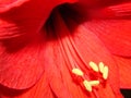 Amaryllis Flower