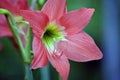 An Amaryllis flower