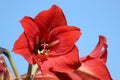 Amaryllis Flower Closeup Royalty Free Stock Photo