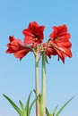 Amaryllis Flower Royalty Free Stock Photo