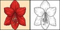 Amaryllis Flower Coloring Colored Illustration