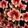 amaryllis flower a dark background