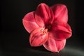 Amaryllis flower on dark background Royalty Free Stock Photo