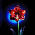 Amaryllis flower on a dark background in red blue light. Flower under neon light Royalty Free Stock Photo