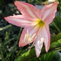 Amaryllis flower Hippeastrum puniceum Royalty Free Stock Photo