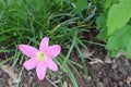 Amaryllis flower pink branches hanging on tree in the garden. Royalty Free Stock Photo