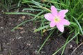 Amaryllis flower pink branches hanging on tree in the garden. Royalty Free Stock Photo