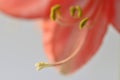Amaryllis flower, pistil with seeds Royalty Free Stock Photo
