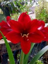 the dazzling beauty of amaryllis flowers in the morning