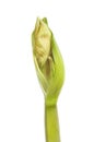 Amaryllis flowerbud isolated