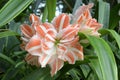 Amaryllis flowers also known as Hippeastrum reginae or Amaryllidaceae