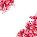 Amaryllis flowers card