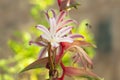 Amaryllis flowers in a garden with two green bees flying by the petals.