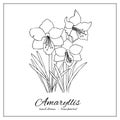 Amaryllis flowers. Ink hand drawn bouquet of wildflowers for coloring book, decoration, design. Bunch of garden flowers.