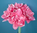 Amaryllis Hippeastrum Double Dream on the blue background