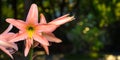 Amaryllis, Hippeastrum flowers on blurred nature background