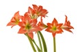 Amaryllis (Hippeastrum) \