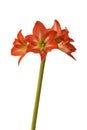 Amaryllis (Hippeastrum) \