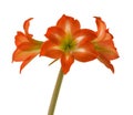 Amaryllis (Hippeastrum) \