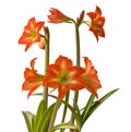 Amaryllis (Hippeastrum) \