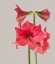 Amaryllis (Hippeastrum) \