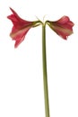 Amaryllis (Hippeastrum) \