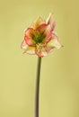 Amaryllis Hippeastrum Sonatini Viridi Rascal on green background