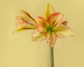 Amaryllis Hippeastrum Sonatini Viridi Rascal on green background