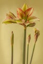 Amaryllis Hippeastrum Sonatini Viridi Rascal on green background