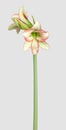 Amaryllis Hippeastrum sonatini Viridi Rascal Royalty Free Stock Photo