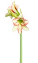 Amaryllis Hippeastrum sonatini Viridi Rascal