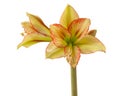 Amaryllis Hippeastrum Sonatini Viridi Rascal on a white background isolated