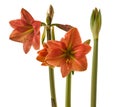 Amaryllis ( Hippeastrum) \