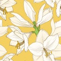 Amaryllis hippeastrum yellow beige floral pattern