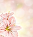 Amaryllis abstract floiral background
