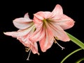 Amaryllis (Hipperastrum) flowers isolated on black Royalty Free Stock Photo