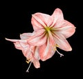 Amaryllis (Hipperastrum) flowers isolated on black