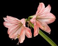 Amaryllis (Hipperastrum) flowers isolated on black Royalty Free Stock Photo