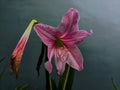 Amaryllis (Hipperastrum johnsonii) flower Royalty Free Stock Photo