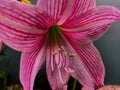 Amaryllis (Hipperastrum johnsonii) flower