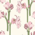 Amaryllis Hipperastrum lilly blooming flowers seamless pattern. Royalty Free Stock Photo